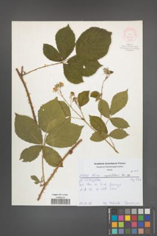 Rubus corylifolius [KOR 52163]