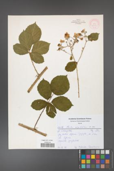 Rubus corylifolius [KOR 52159]