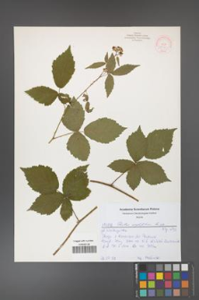 Rubus corylifolius [KOR 52154]