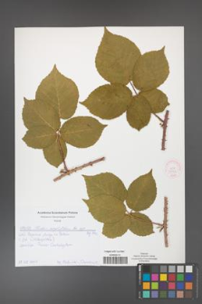 Rubus corylifolius [KOR 52126]