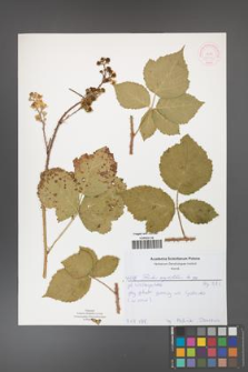 Rubus corylifolius [KOR 52173]