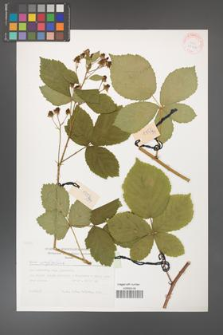 Rubus corylifolius [KOR 29442]