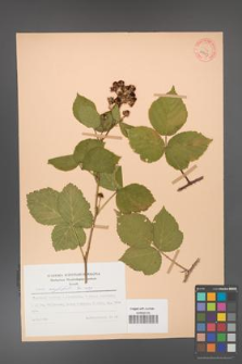 Rubus corylifolius [KOR 29943]
