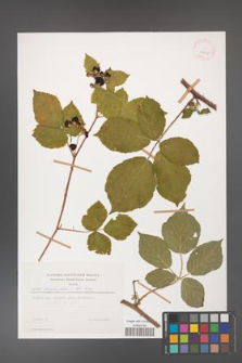 Rubus corylifolius [KOR 29955]