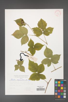 Rubus corylifolius [KOR 29386]