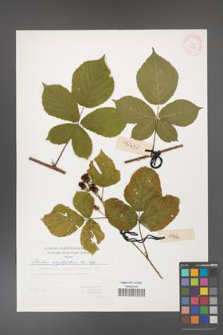 Rubus corylifolius [KOR 29384]