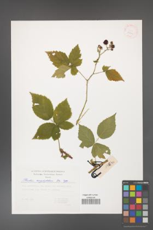 Rubus corylifolius [KOR 29376]