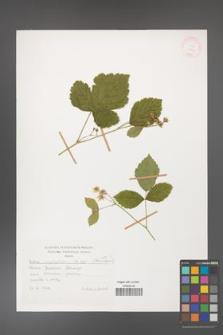 Rubus corylifolius [KOR 31509]