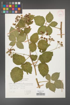 Rubus corylifolius [KOR 29931]