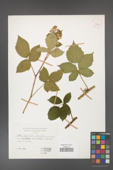 Rubus corylifolius [KOR 29937]