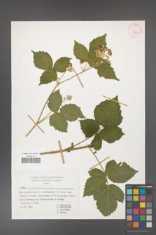 Rubus corylifolius [KOR 29950]