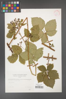 Rubus corylifolius [KOR 25610]