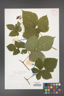Rubus corylifolius [KOR 31170]