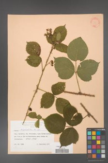 Rubus corylifolius [KOR 31378]