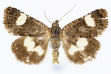 Tyta luctuosa