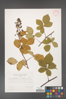 Rubus corylifolius [KOR 31431]