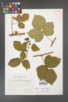 Rubus corylifolius [KOR 31520]