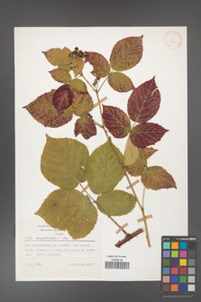 Rubus corylifolius [KOR 25716]