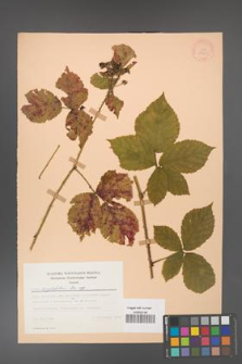 Rubus corylifolius [KOR 28011]