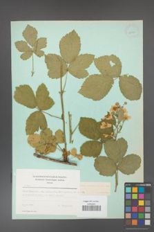 Rubus corylifolius [KOR 23750]