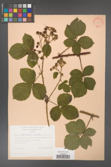 Rubus corylifolius [KOR 31435]