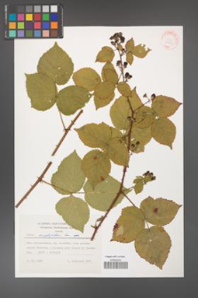 Rubus corylifolius [KOR 31521]