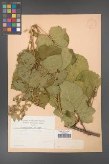Rubus corylifolius [KOR 23006]