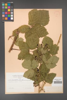 Rubus corylifolius [KOR 23411]