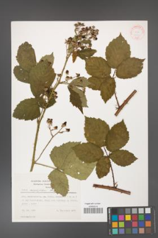 Rubus corylifolius [KOR 31430]