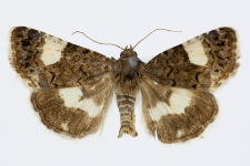 Tyta luctuosa