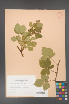 Rubus corylifolius [KOR 31428]