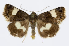 Tyta luctuosa