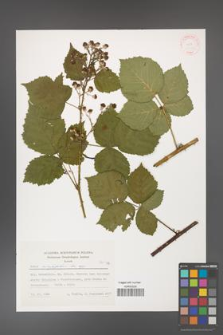 Rubus corylifolius [KOR 31423]