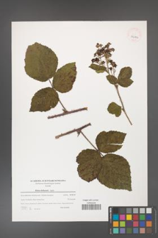 Rubus dollnensis [KOR 39676]