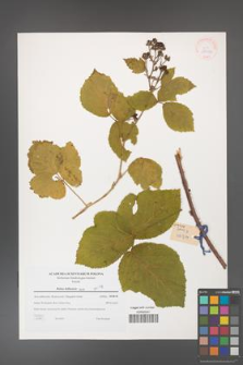 Rubus dollnensis [KOR 38982]