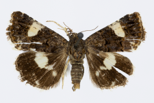 Tyta luctuosa