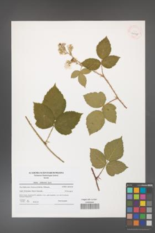 Rubus dollnensis [KOR 41098]