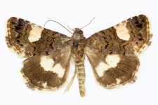 Tyta luctuosa