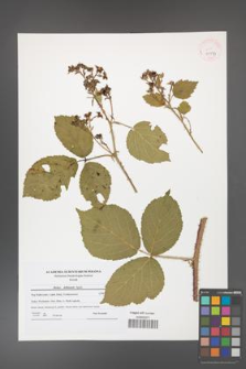 Rubus dollnensis [KOR 41573]