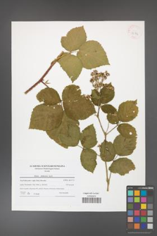 Rubus dollnensis [KOR 42174]
