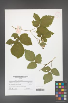 Rubus dollnensis [KOR 41539]