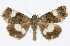 Tyta luctuosa