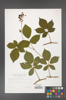 Rubus divaricatus [KOR 32434]