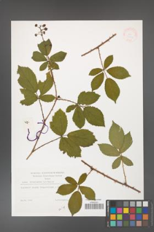 Rubus divaricatus [KOR 38339]