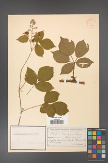 Rubus danicus [KOR 18442]