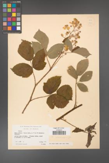 Rubus dolichocarpus [KOR 18450]