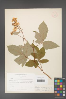 Rubus dolichocarpus [KOR 18455]