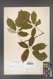 Rubus dolichocarpus [KOR 18454]