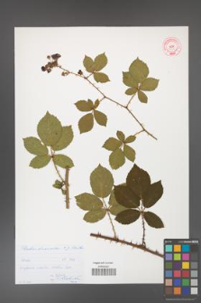 Rubus divaricatus [KOR 53034]