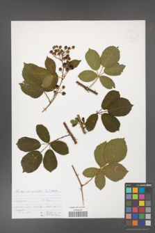 Rubus divaricatus [KOR 53035]